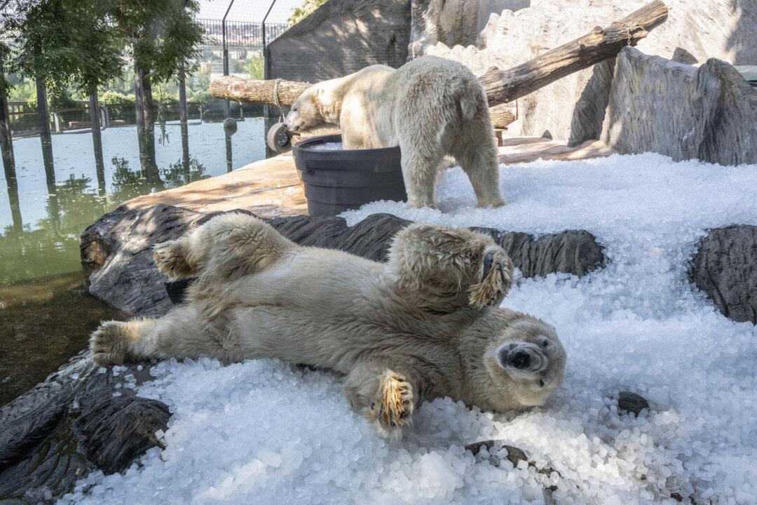 TOPSHOT - Polar bears cool down on ice in their enclosure at the Prague Zoo on July 30, 2026 as temperatures are expected to reach 36 degrees Celsius and more. (Photo by Michal Cizek / AFP via Getty Images)