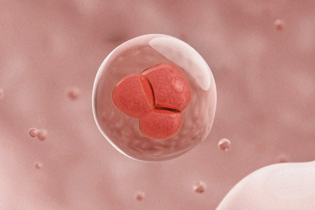 How Aged Cells Revert to Stem Cells to Repair the Body