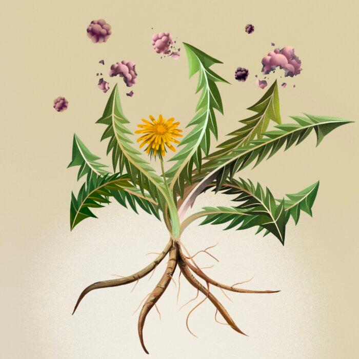 Dandelion Shows Promise Against Cancer. Human Trials Are Needed