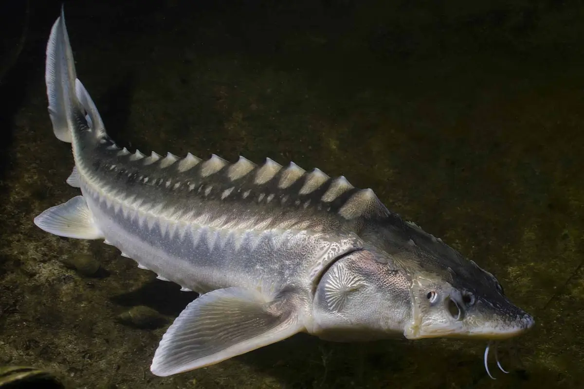 Called “living fossils,” sturgeon can live to be 150 years old and measure over a dozen feet long. (Shutterstock/Thomas Hasenberger)