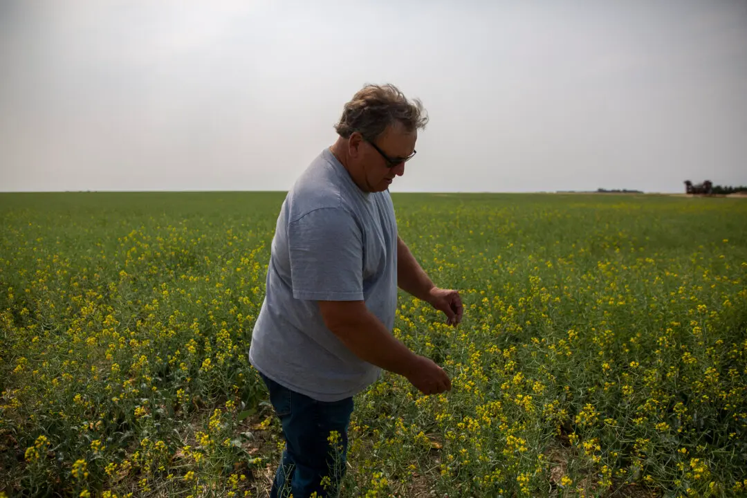 Saskatchewan Senator, Farmer Todd Lewis Dies at Age 65