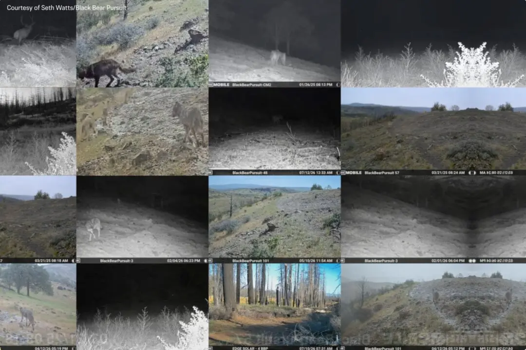 Ranchers’ Hands Tied as California Wolf Attacks Grow