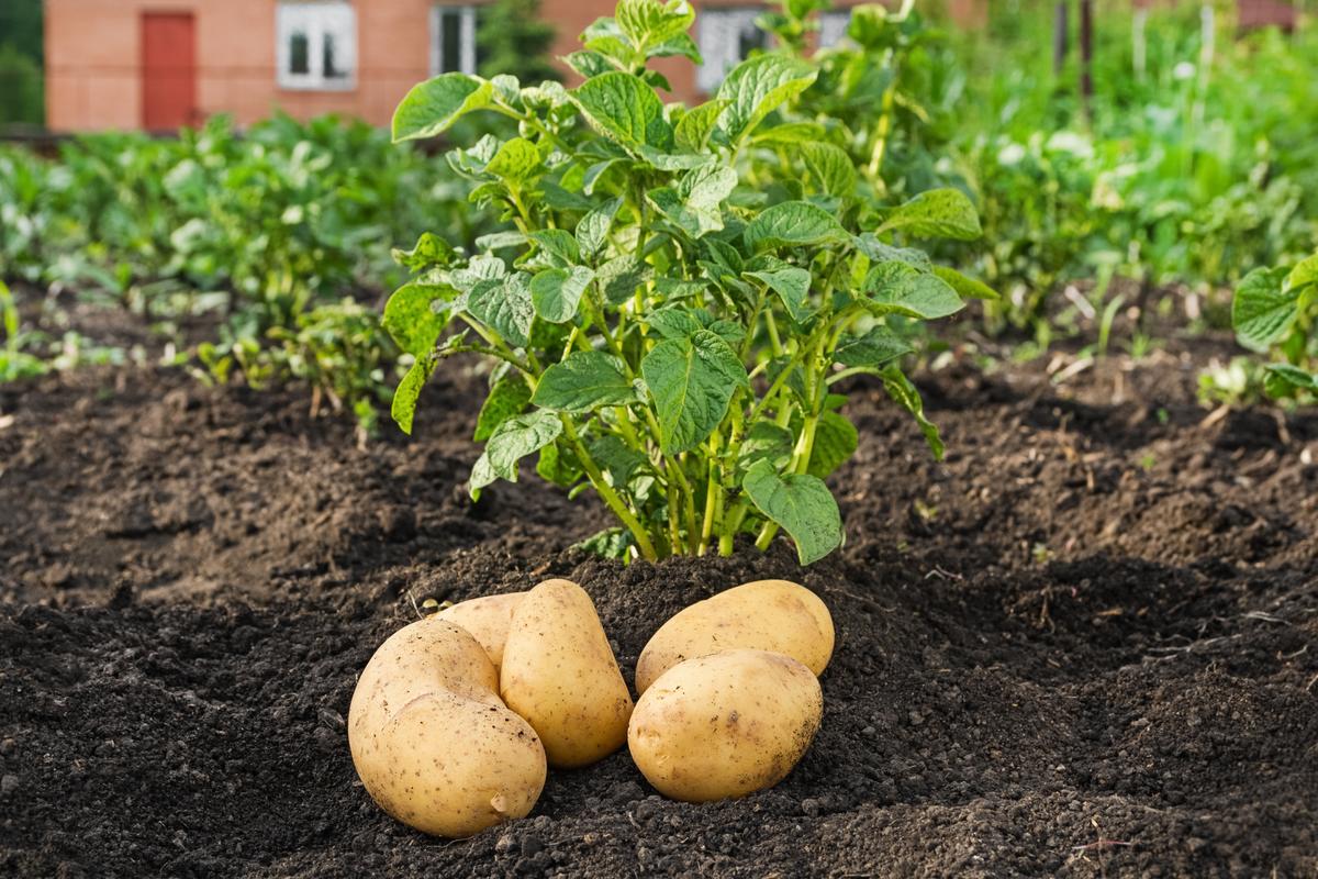 Unusual Potatoes