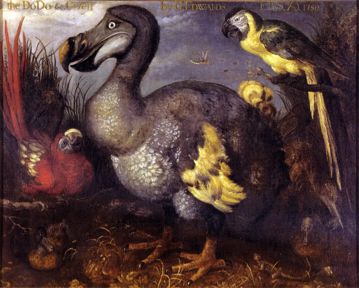 “The Dodo and Other Birds,” circa 1630, attributed to Roelant Savery. Oil on canvas; 32 1/4 inches by 40 inches. Natural History Museum, London. (Public Domain)