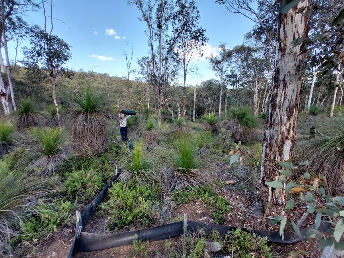 Ecologists check a pitfall trap which was set out to monitor smaller species at Karakamia Wildlife Sanctuary. (Courtesy of Bryony Palmer/Australian Wildlife Conservancy)