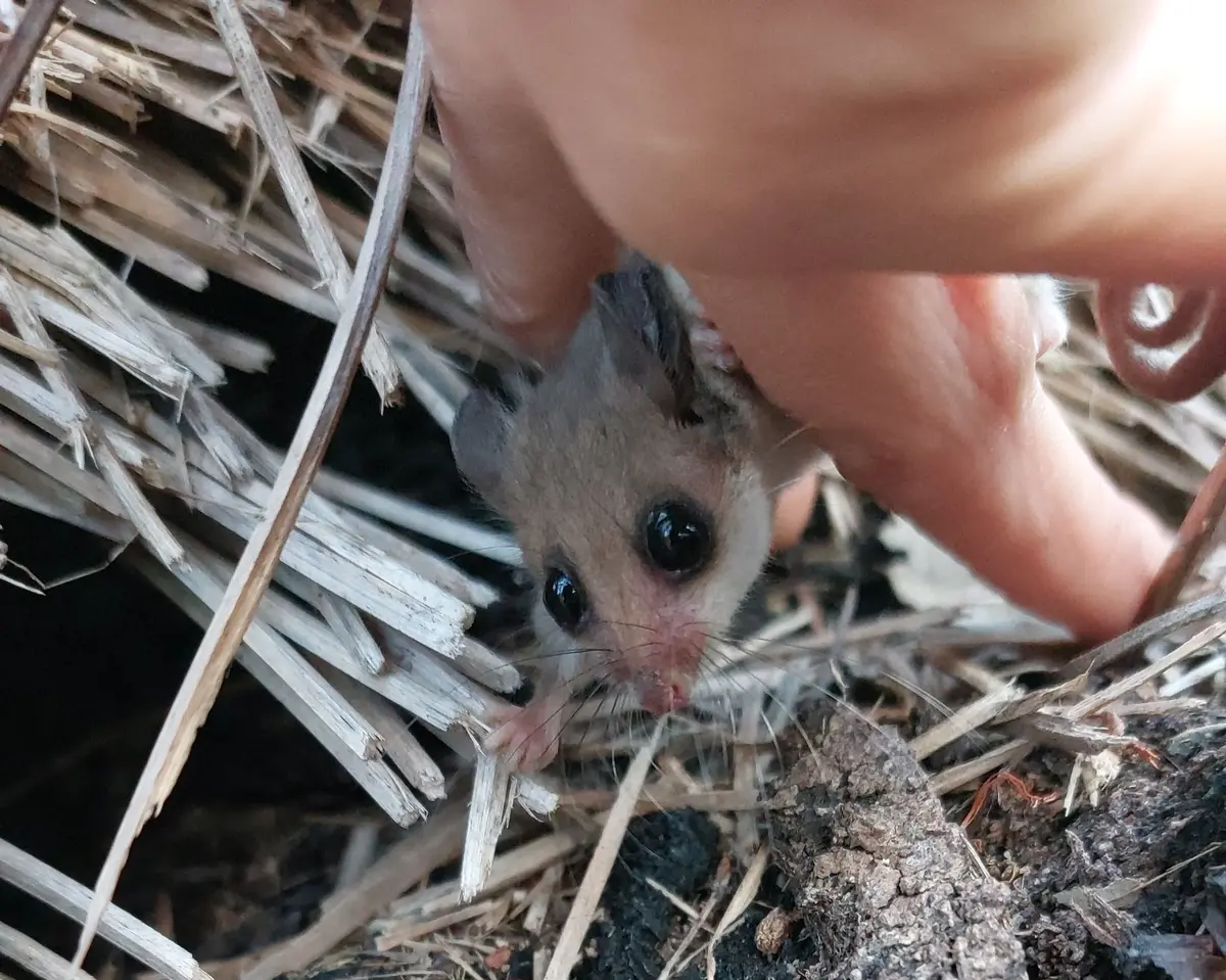 A Western Pygmy Possum is released near a nest at Paruna Wildlife Sanctuary in Western Australia. The individual was captured during a survey at the sanctuary. (Courtesy of Bryony Palmer/Australian Wildlife Conservancy)
