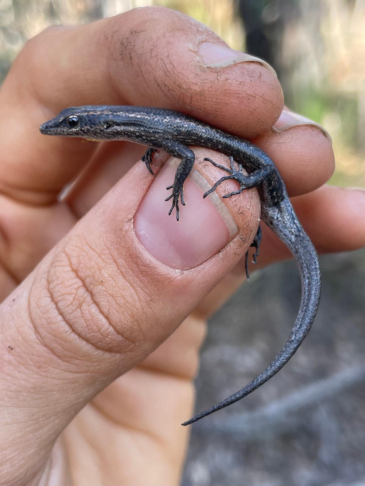 A Southwest Snake-eye Skink captured during a pitfall survey at Karakamia Wildlife Sanctuary which helps Australian Wildlife Conservancy monitor smaller species such as reptiles and frogs. (Courtesy of Harriet Harte/Australian Wildlife Conservancy)