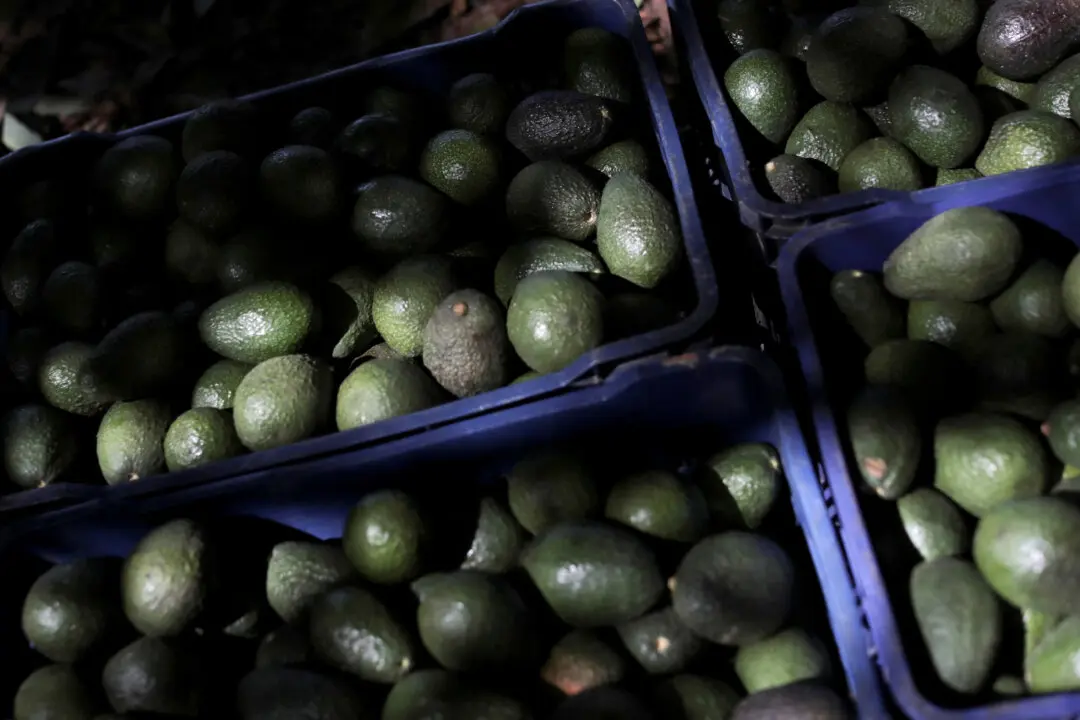 US Ceases Avocado Inspections in Mexican State of Michoacán Over Threat to American Interests
