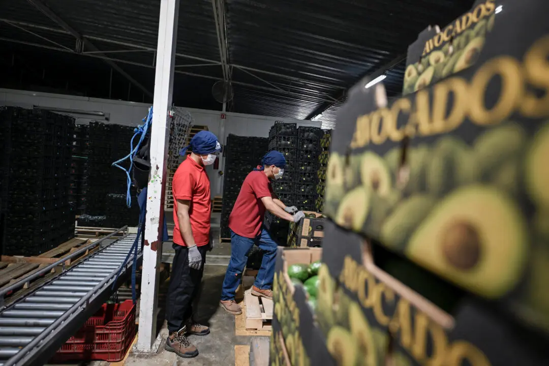 US Partially Resumes Avocado Inspections in Mexico