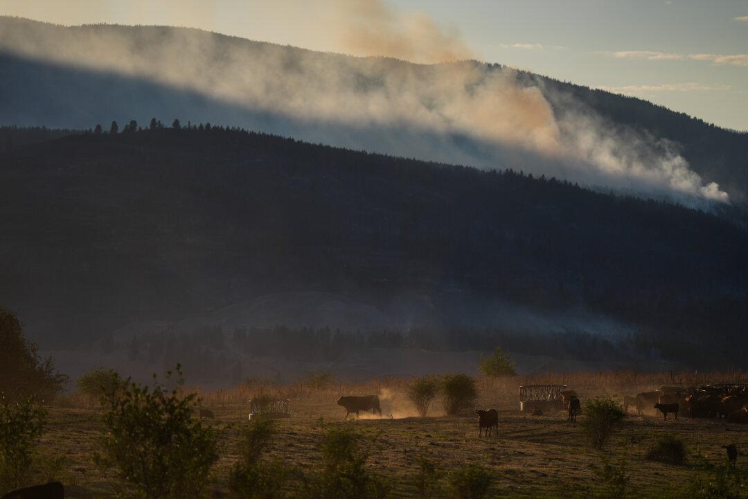 Why Some BC Farmers Stay to Fight, Despite Wildfire Evacuation Orders