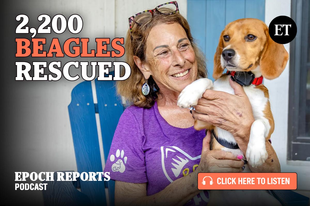 🎧 Beagles Rescued from Lab Pipeline Find Sunshine, Grass, and Forever Homes | Nanette Holt