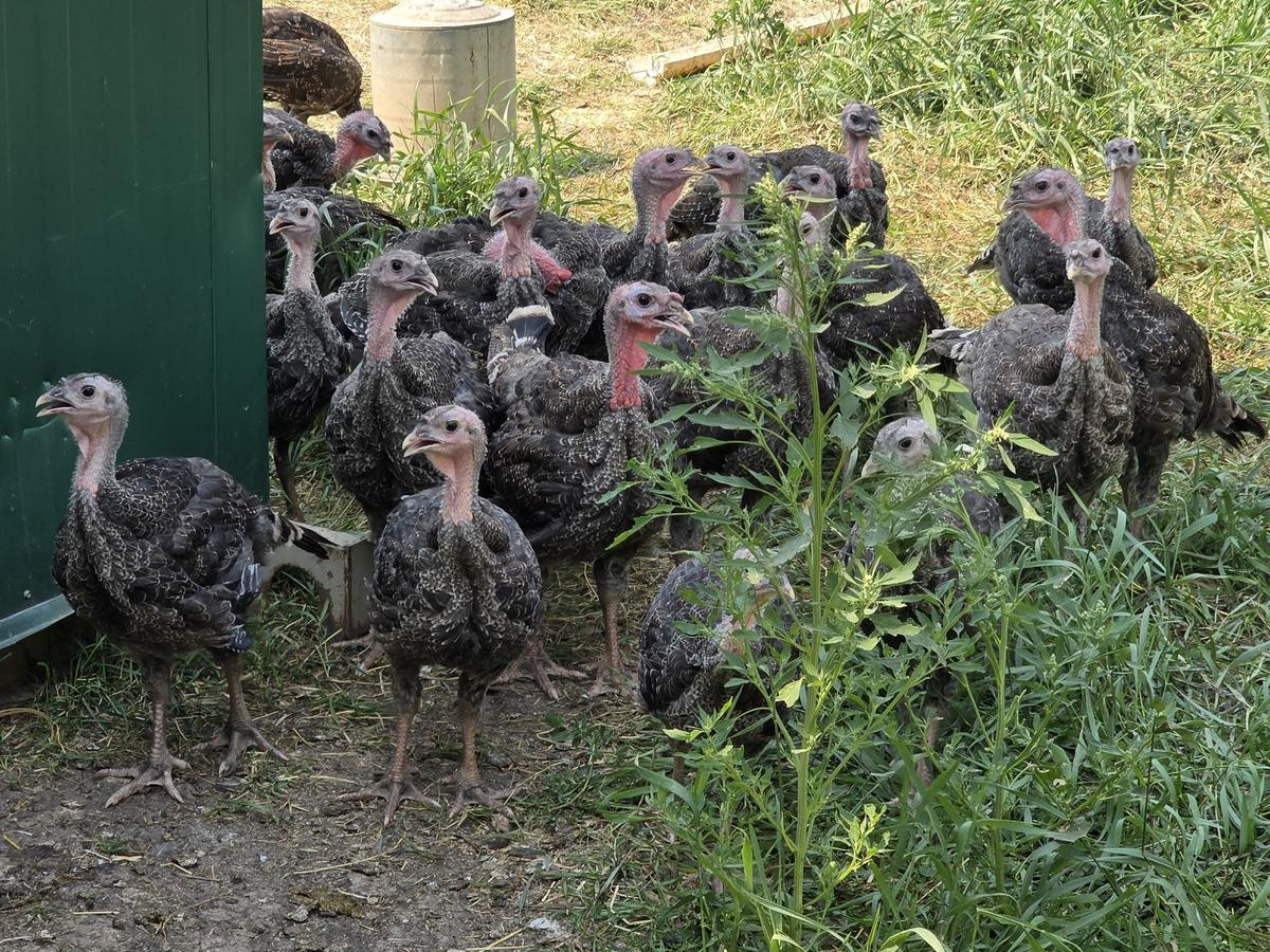 A flock of turkeys leaves their shelter to inspect the humans visiting the farm. (The Epoch Times/Jason G. Antonio)