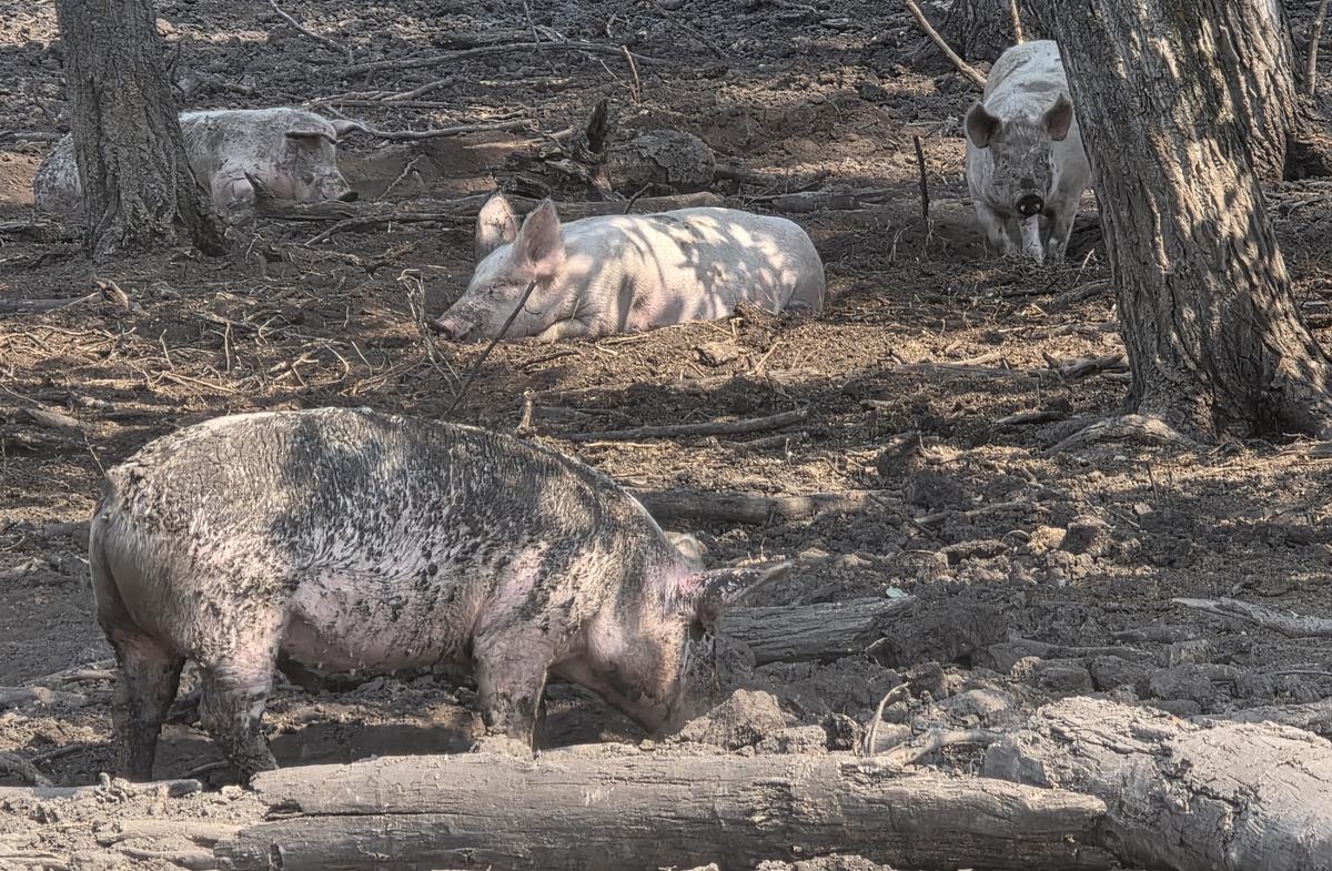 A handful of pigs enjoy the shade. (The Epoch Times/Jason G. Antonio)