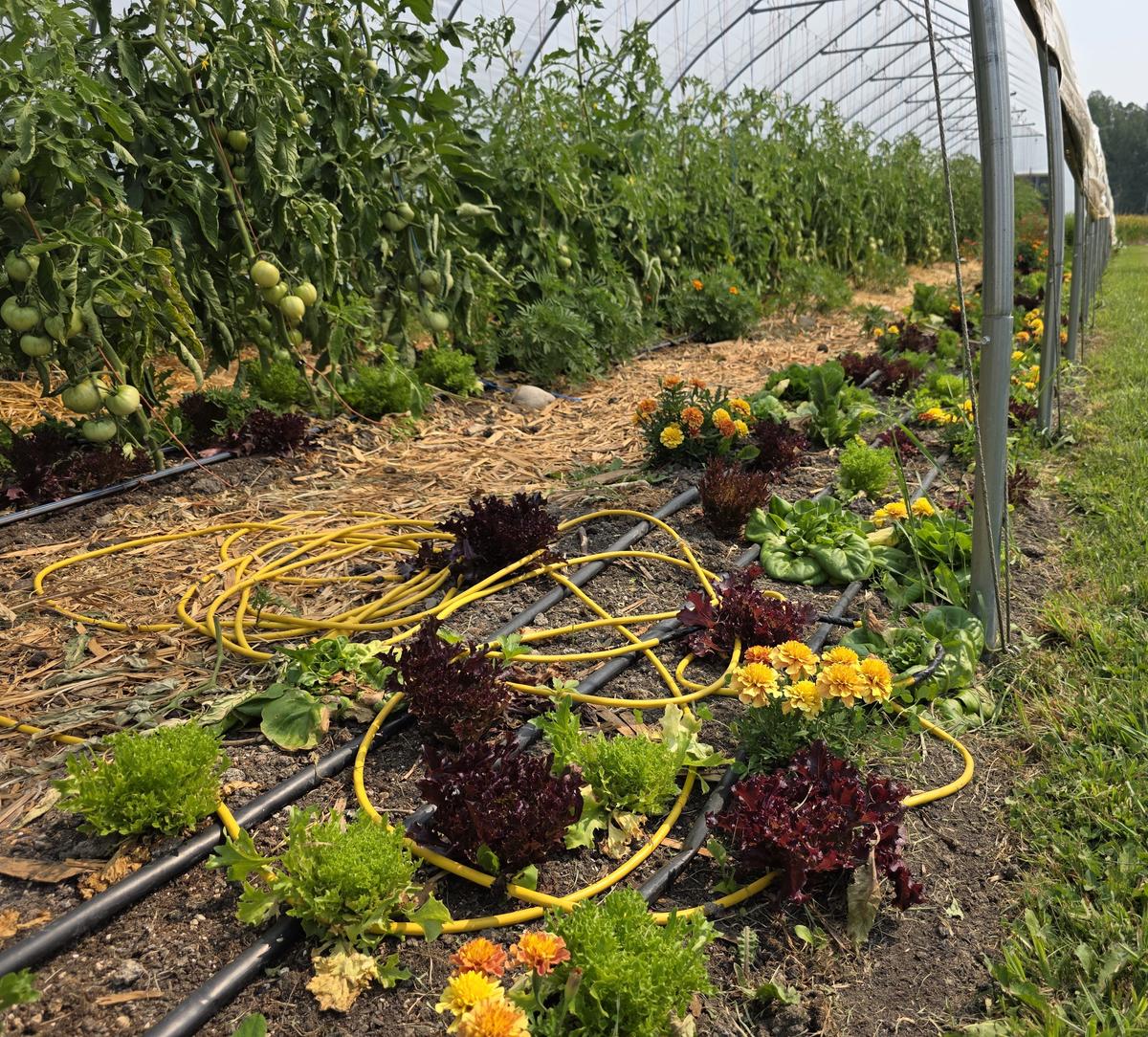 Marigold flowers grow alongside other vegetable plants in one of several greenhouses on the farm. (The Epoch Times/Jason G. Antonio)