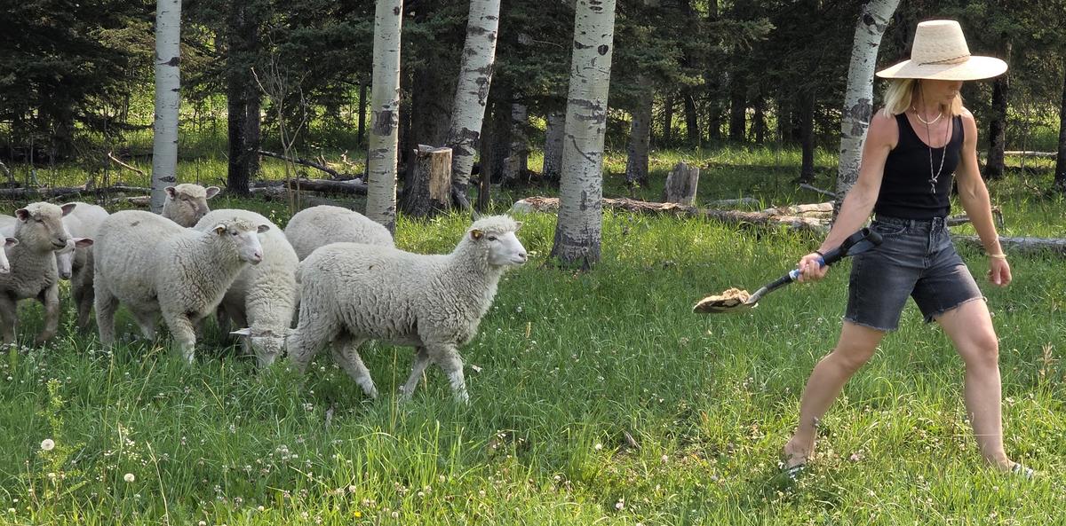 With food in hand, Nicole Friesen leads a flock of sheep into a pasture so a group of visitors can inspect them. (The Epoch Times/Jason G. Antonio)