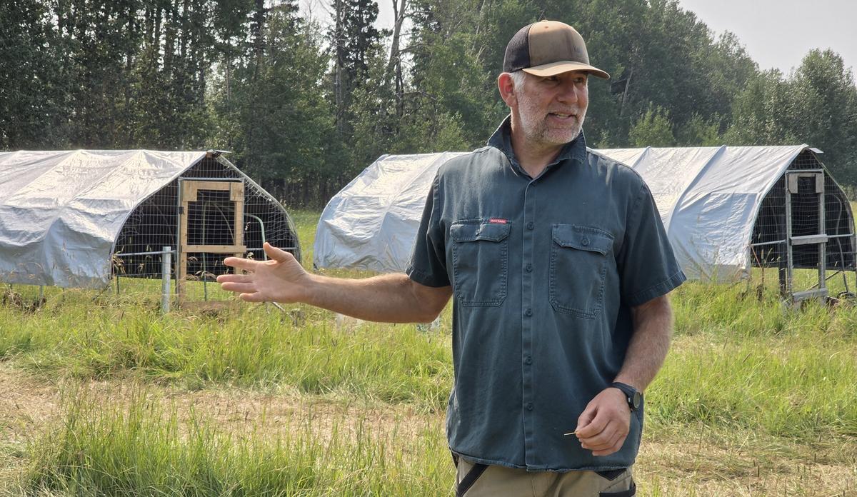 Joell Friesen talks about the 400 chickens that the farm is raising this year, with two of four “chicken tractors” in the background holding 100 birds each. (The Epoch Times/Jason G. Antonio)