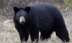 Young Girl Injured After Bear Attacks Her on Backyard Deck Near Vancouver