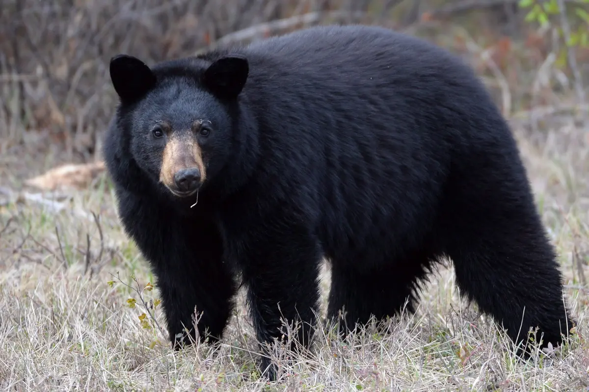 Young Girl Injured After Bear Attacks Her on Backyard Deck Near Vancouver