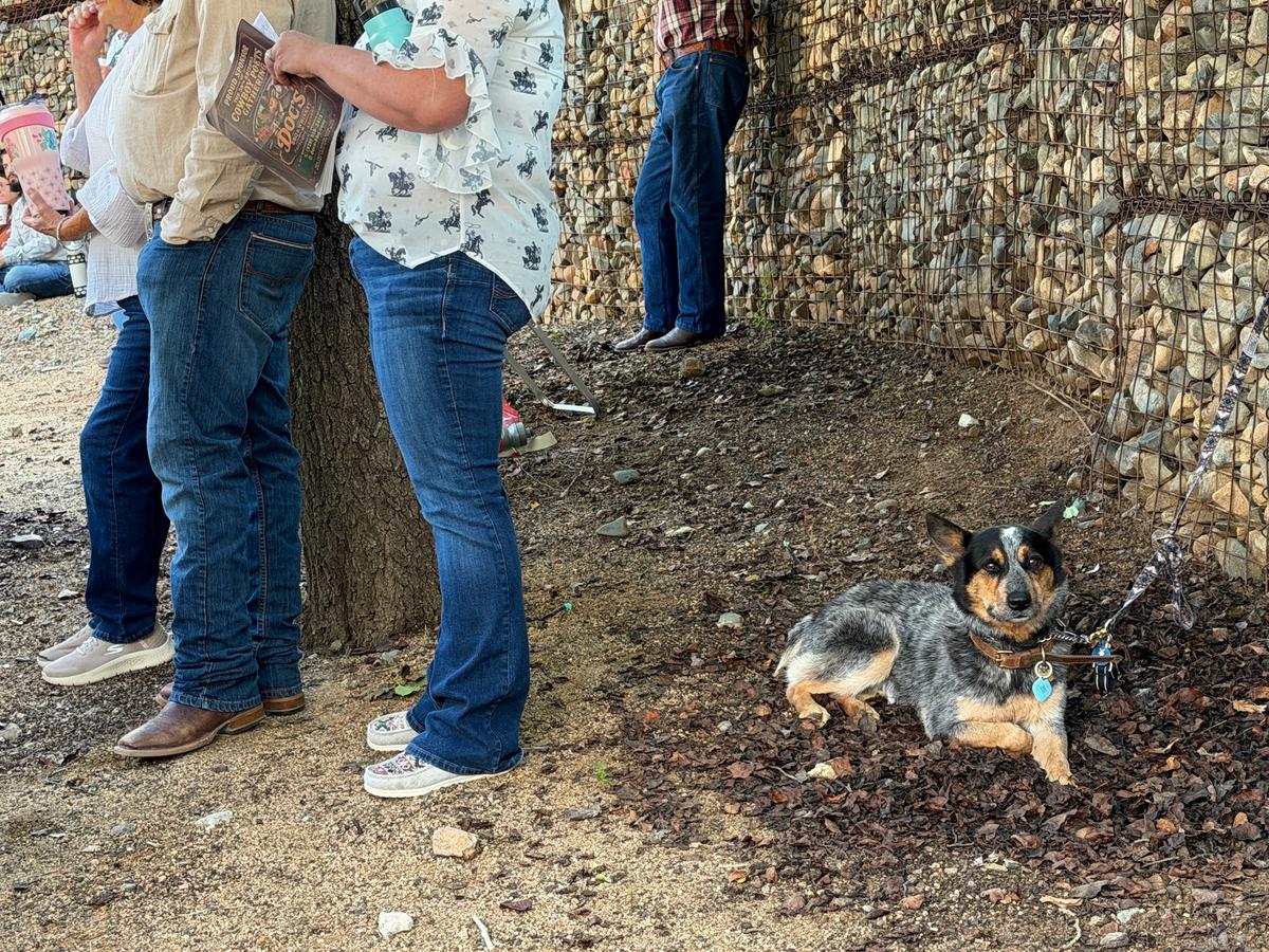 A dog waits patiently for its owner during Coffee With the Cowboys in Prescott, Ariz., on Aug. 8, 2026. (Allan Stein/The Epoch Times)