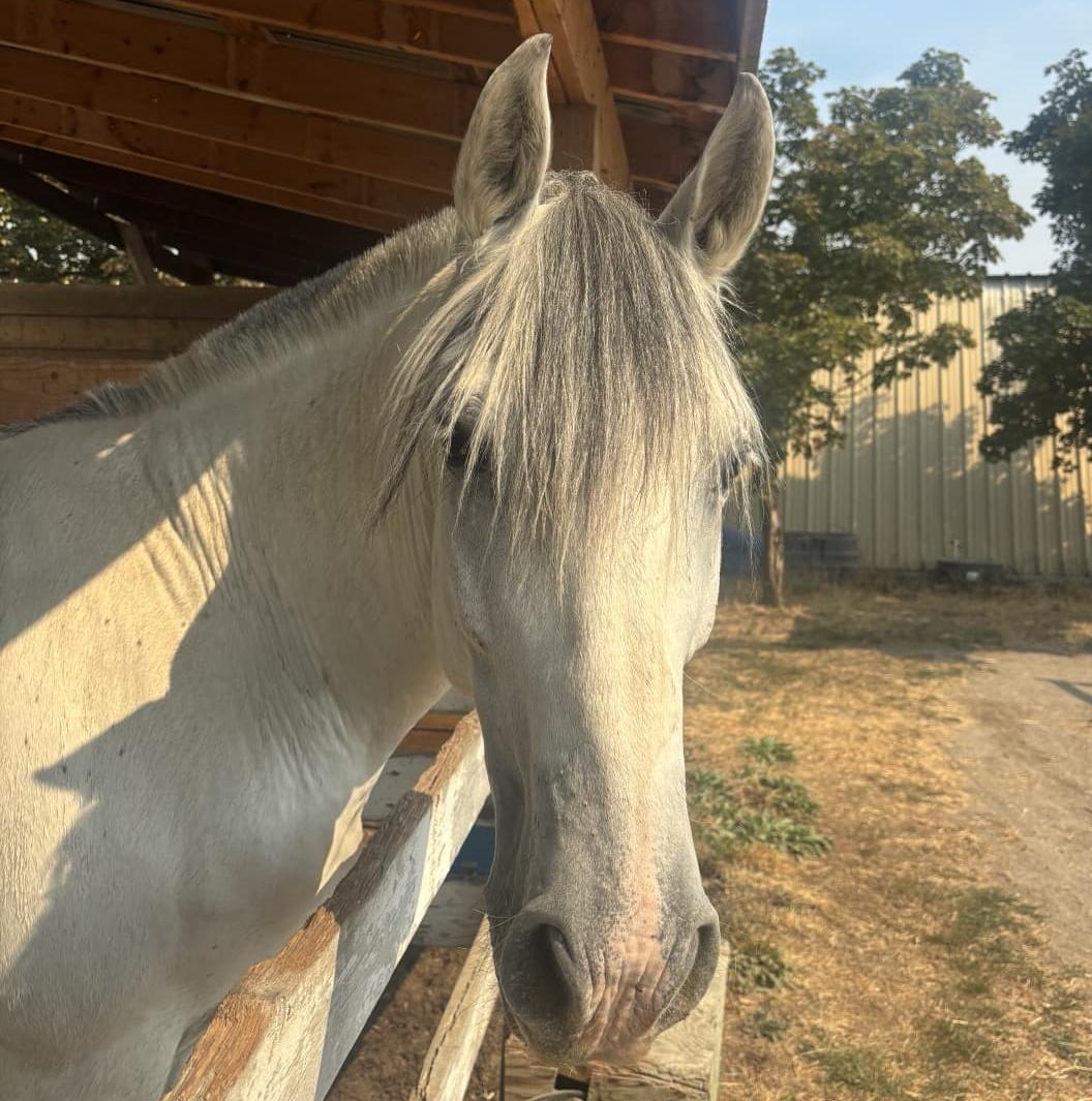 One of the rescued horses from the Wild Horse Mountain Ranch stands in peace at the Barn Equestrian centre in Kelowna, B.C. (Courtesy of Sherrie Paiement)