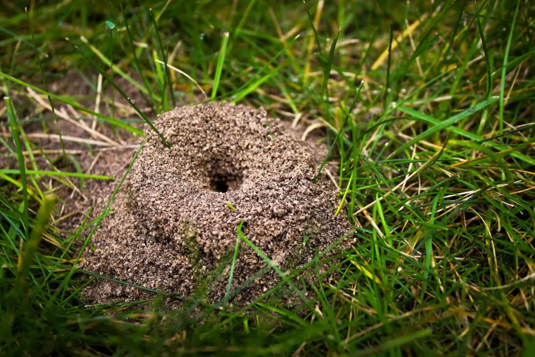 How to Keep Ants Away Once You’ve Treated the Ant Hill