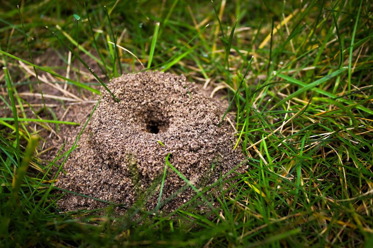 How to Keep Ants Away Once You’ve Treated the Ant Hill