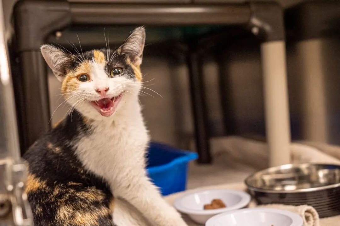 Second Cat Has Contracted Rabies in Quebec’s Montérégie Region, Health Officials Say