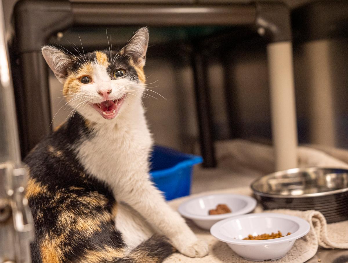 Second Cat Has Contracted Rabies in Quebec’s Montérégie Region, Health Officials Say