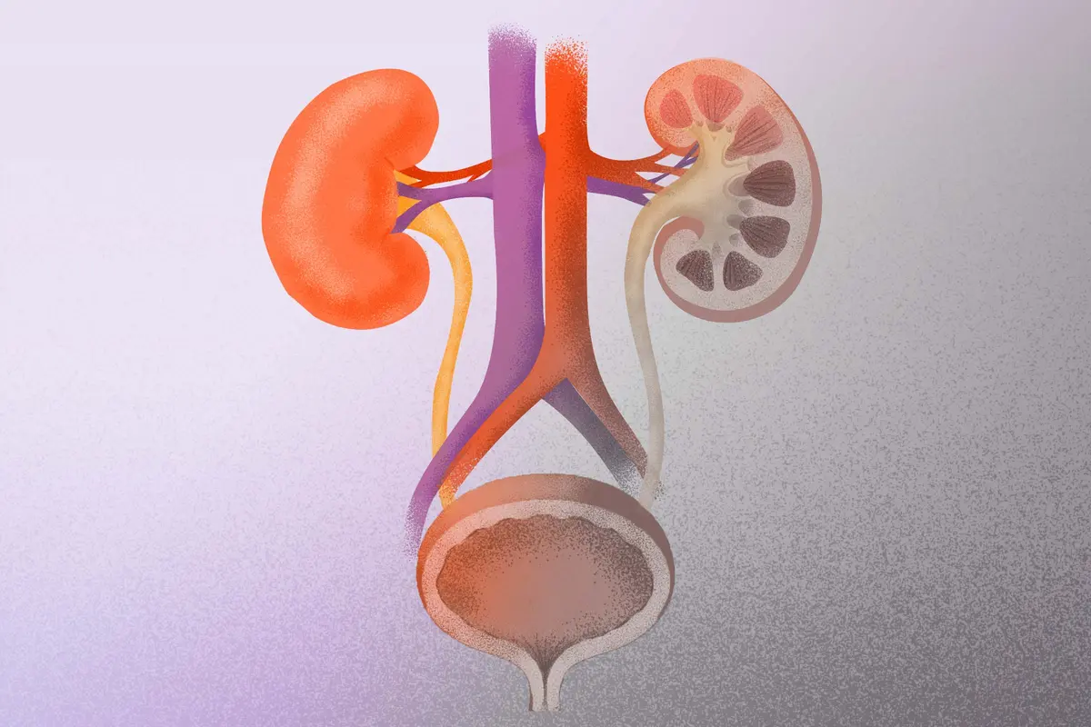 Your Kidneys and Bladder May Be Failing Faster—and Why That’s Happening