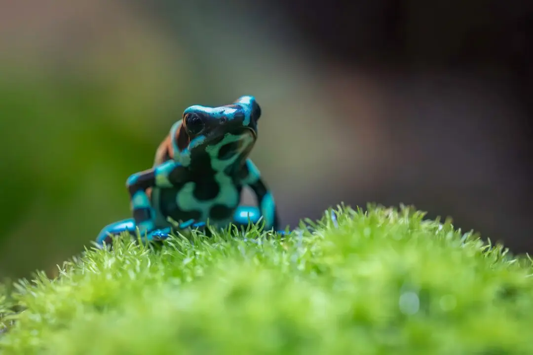 My Life as a Frog