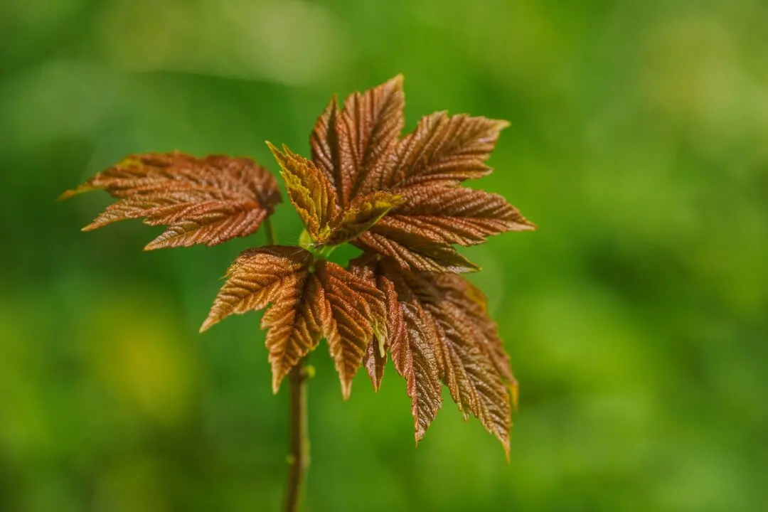 Plant a Maple Tree