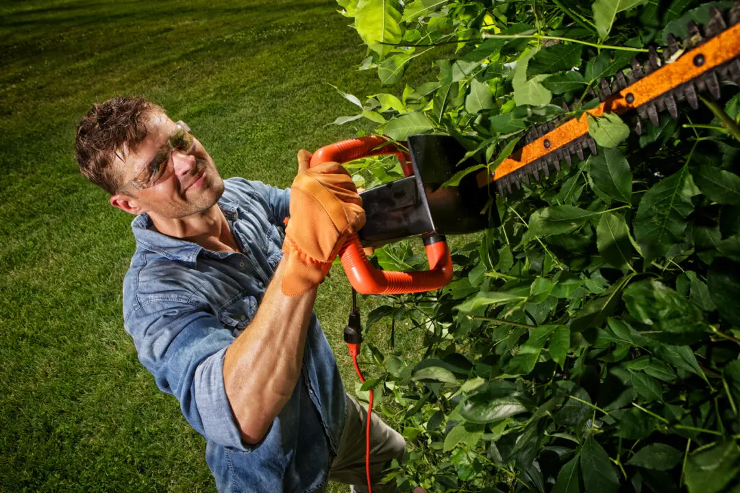 Why This Is an Important Time to Inspect Your Trees