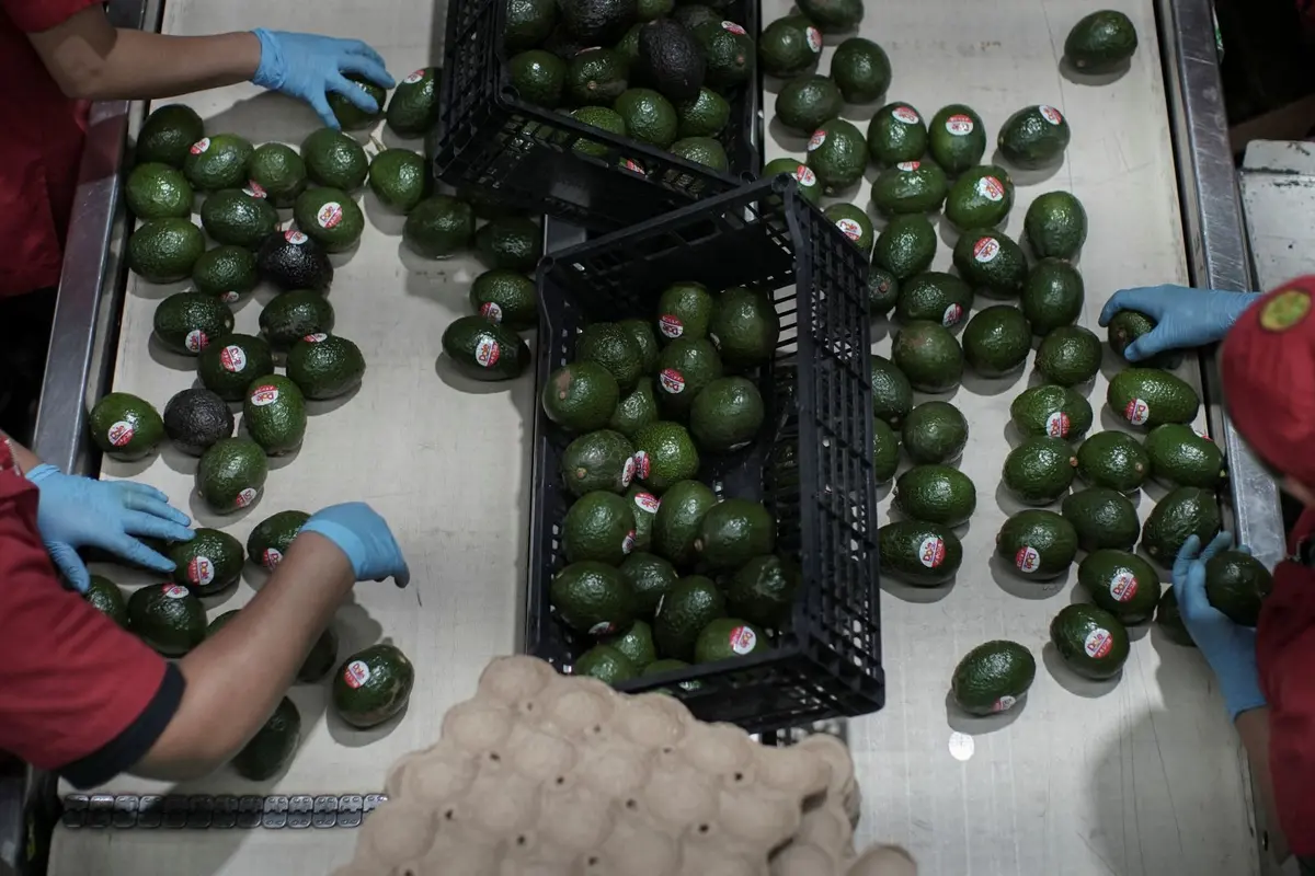 US Restarts Mexican Avocado Checks as Security Measures Increase