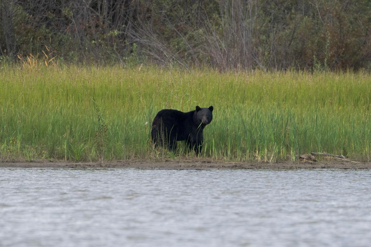 Conservation Officers Confirm Bear Shot by RCMP Mauled Child in Maple Ridge