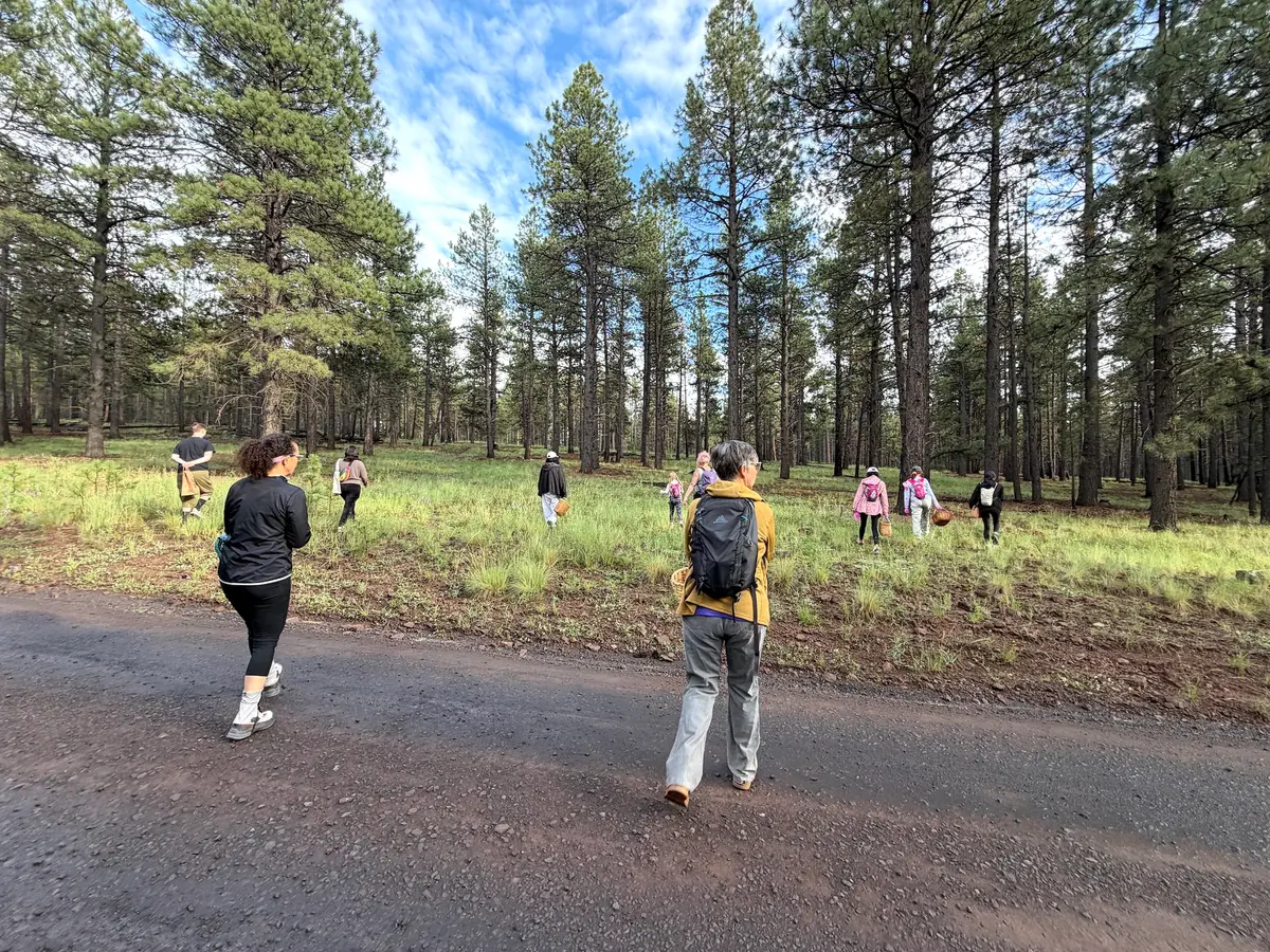 Amateur mushroom hunters fan out into the forest near Flagstaff, Ariz., on Aug. 14, 2026. (Allan Stein/The Epoch Times)