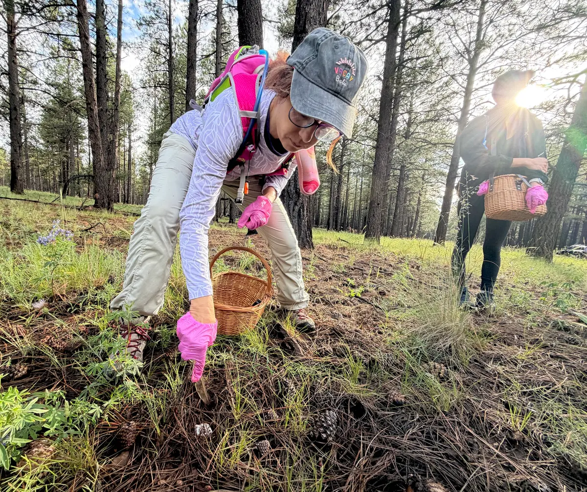 An amateur mushroom hunter digs into the earth to retrieve a potentially edible mushroom during a forest outing near Flagstaff, Ariz., on Aug. 14, 2026. The event was sponsored by the Arizona Mushroom Society. (Allan Stein/The Epoch Times)