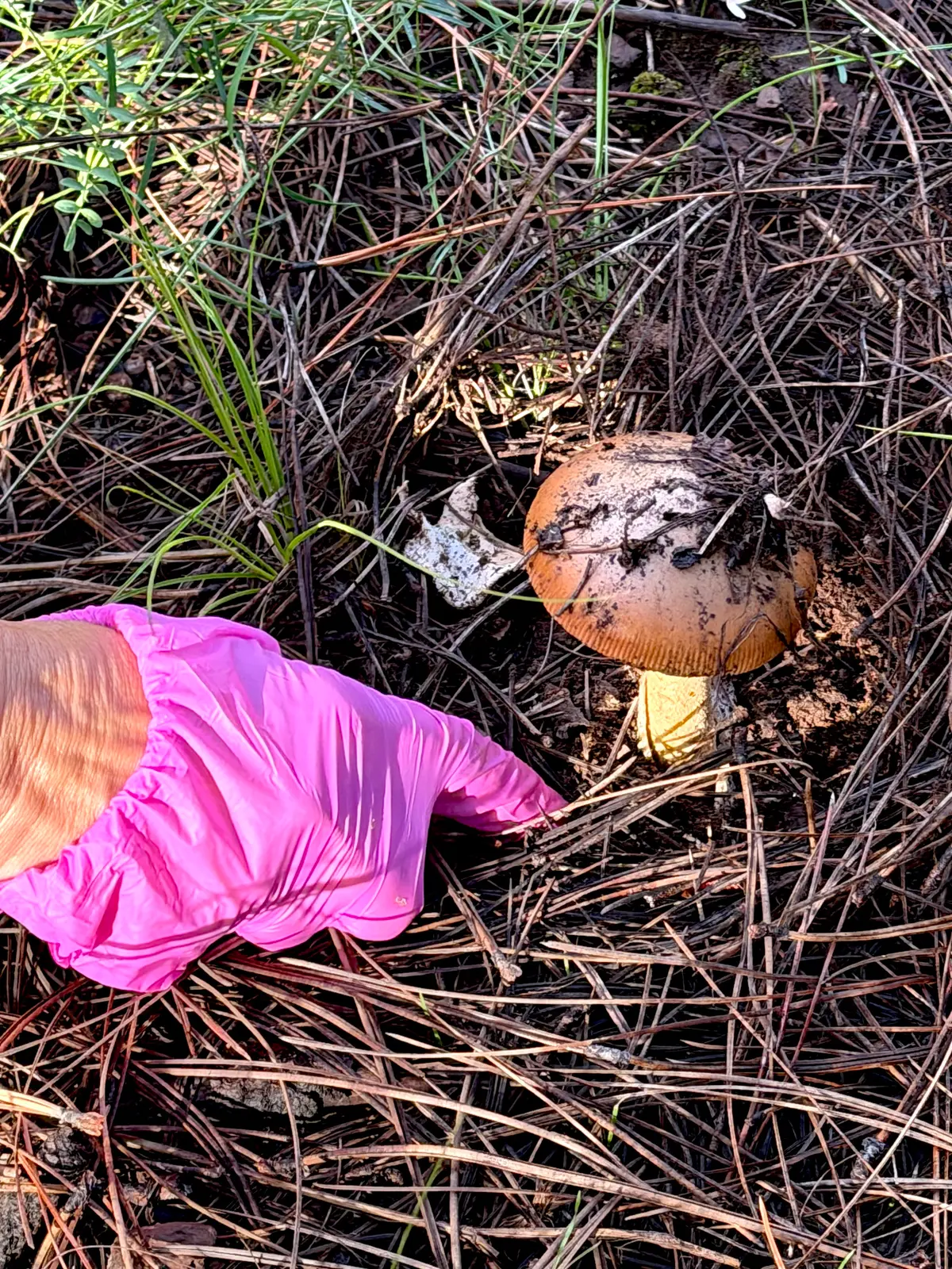 An amateur mushroom hunter retrieves a potentially edible mushroom during a forest outing near Flagstaff, Ariz., on Aug. 14, 2026. (Allan Stein/The Epoch Times)