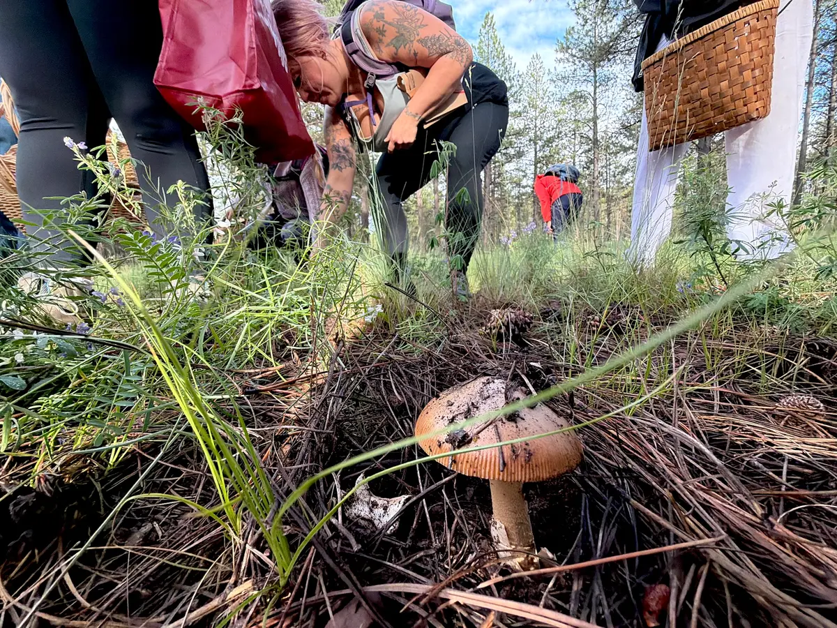 An unidentified mushroom grows at the feet of mushroom hunters near Flagstaff, Ariz., on Aug. 14, 2026. (Allan Stein/The Epoch Times)