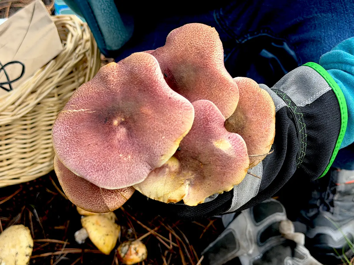 An amateur mushroom hunter holds a wild mushroom during an outing near Flagstaff, Ariz., on Aug. 14, 2026. (Allan Stein/The Epoch Times)