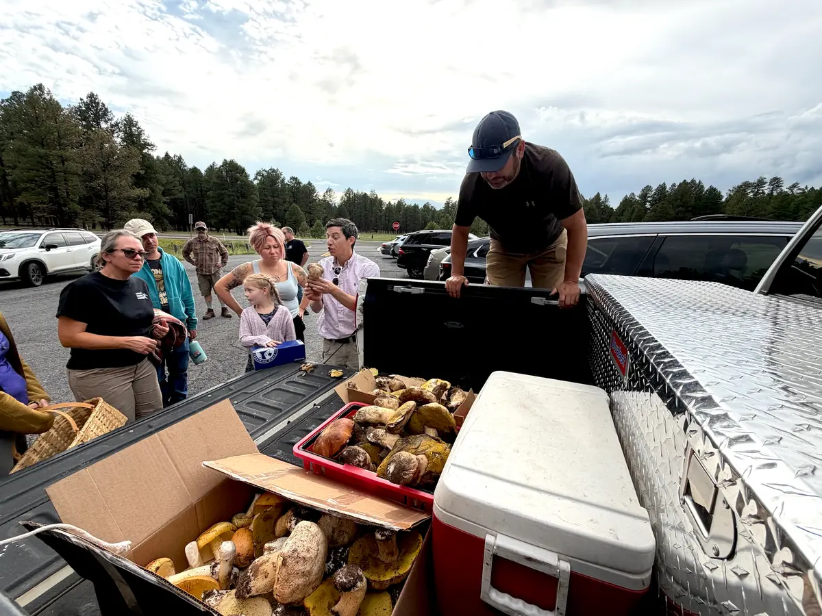 D.J. Montoya of Flagstaff, Ariz. (R) looks over the boxes filled with edible wild mushrooms he picked on Aug. 14, 2026. (Allan Stein/The Epoch Times)