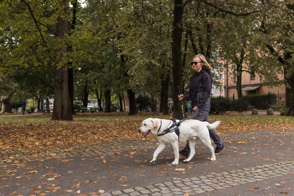 Well-trained guide dogs can help individuals navigate their world with ease. (24K-Production/Shutterstock)