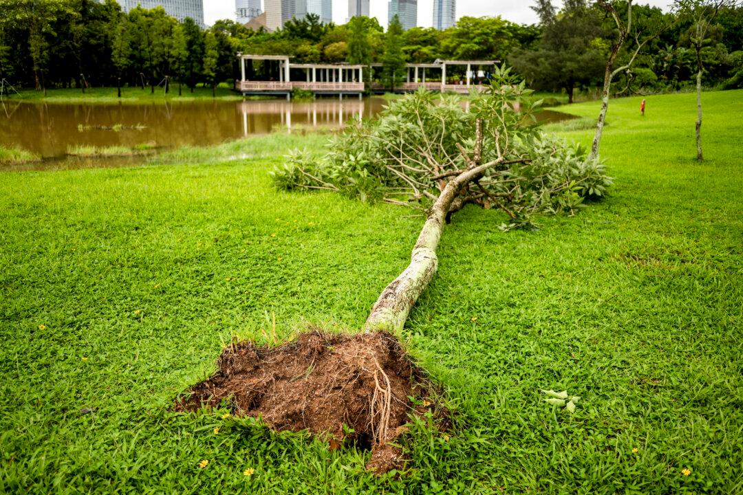 Can You Save a Blown-Over Tree?