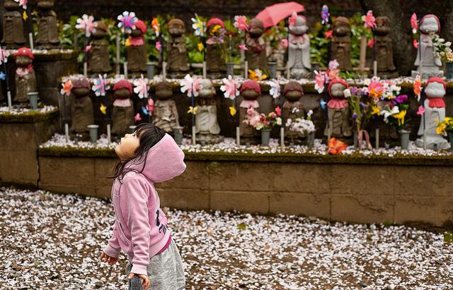 A little girl in Japan looks up at the cherry blossoms. (<a href="https://www.flickr.com/photos/amberandclint/4564501401">Clint</a>/flickr)