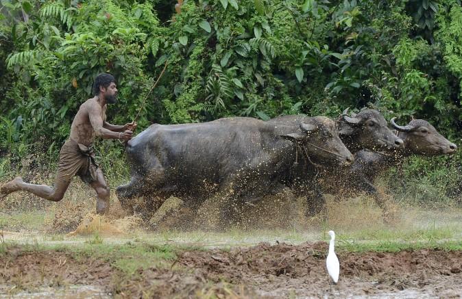 A Sri Lankan farmer ploughs a field in Horana, on the outskirts of Colombo, on Nov. 27. (LAKRUWAN WANNIARACHCHI/AFP/Getty Images)