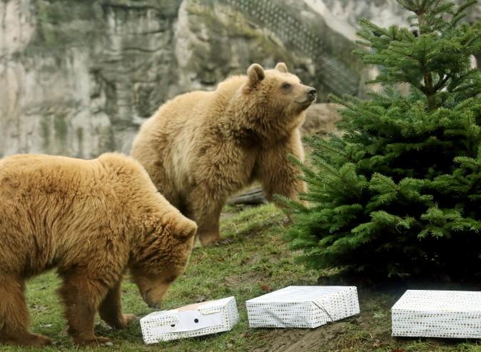 Brown bears Smilla (R) and Frida inspect their Christmas tree and presents at the Zoo in Gelsenkirchen, Germany, on Dec. 23, 2016. (Roland Weihrauch/AFP/Getty Images)