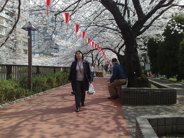 Walking along a footpath under the cherry blossom trees in Tokyo, Japan. (<a href="https://www.flickr.com/photos/lonelybob/2491901504">LonelyBob</a>,/flickr)