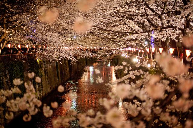Cherry blossoms lining the river in Naka-meguro, Tokyo, Japan. (<a href="https://www.flickr.com/photos/legarth/4610996413">Morten Legarth</a>/flickr)
