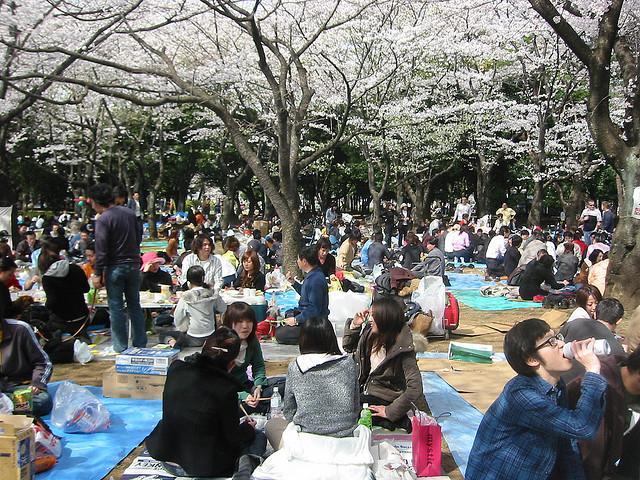 Yoyogi Park in Tokyo, Japan is one of the most popular spots in the country for cherry blossom viewing.<br/>(<a href="https://www.flickr.com/photos/stardog-champion/126345817">Stardog Champion</a>/flickr)