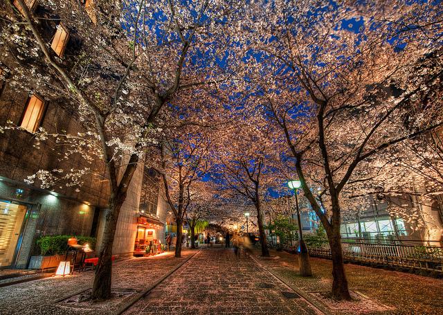 A Silent Evening in Kyoto Under the Cherry Blossoms. Kyoto is one of the most popular cities for cherry blossom viewing. (<a href="https://www.flickr.com/photos/stuckincustoms/4745693319">Trey Ratcliff</a>/flickr)