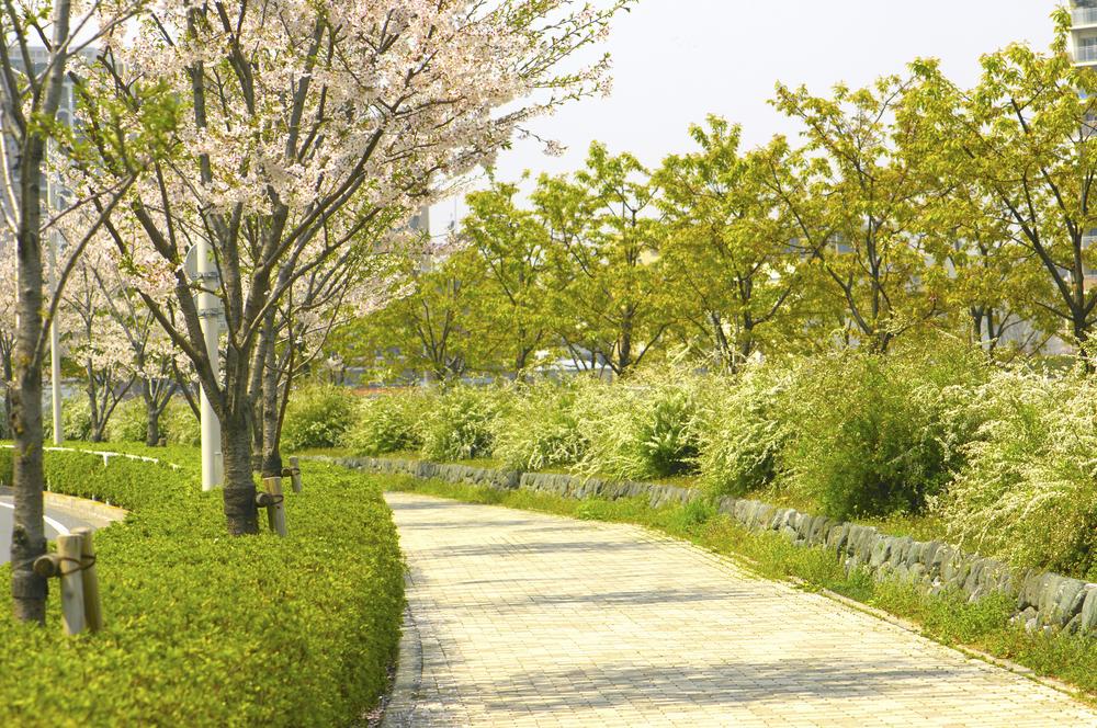 A path lined with cherry trees in Japan. Cherry trees are less interesting to look at after the blooms are gone. (via <a href="http://www.shutterstock.com/pic-206919907/stock-photo-street-cherry-tree.html?src=&ws=1">Shutterstock</a>)